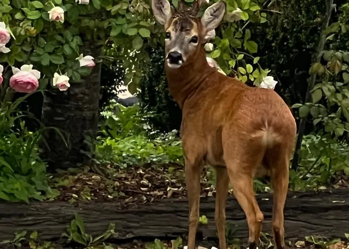 Hébergement de vacances Du Montois *